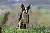 BOSTON TERRIER 239